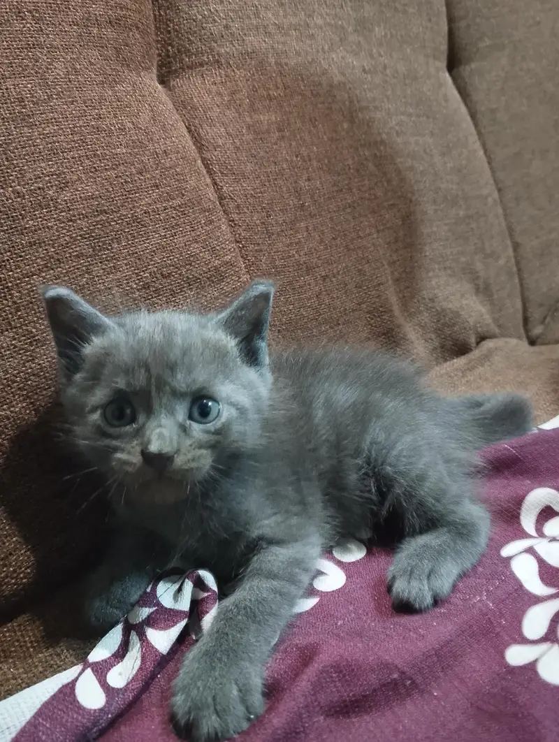 Siamese Grey Kitten — photo 4