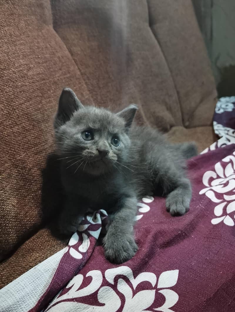 Siamese Grey Kitten 4