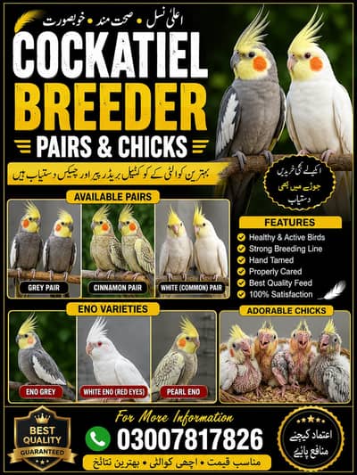 cockatiel chicks and adult pairs available