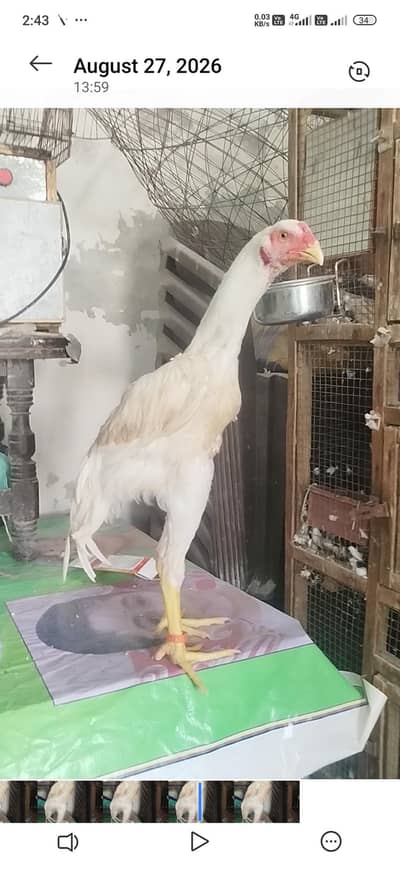 german king o shamo male