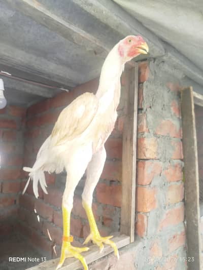 shamo white male king size