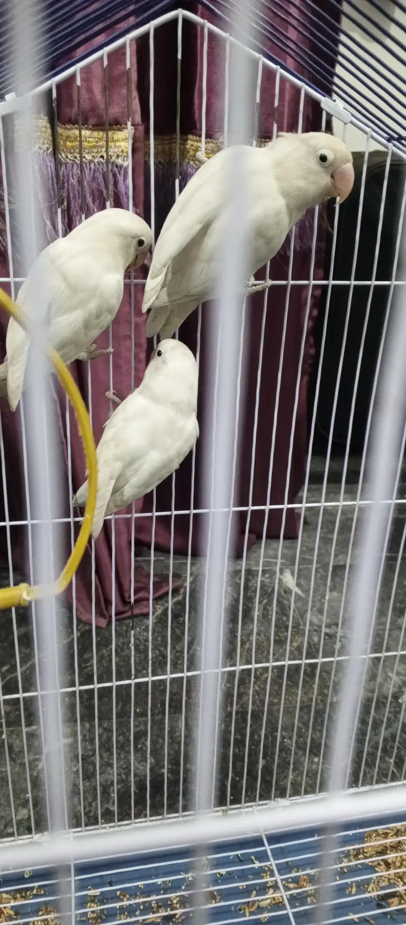 albino and and Yellow tota with pinjera — photo 2