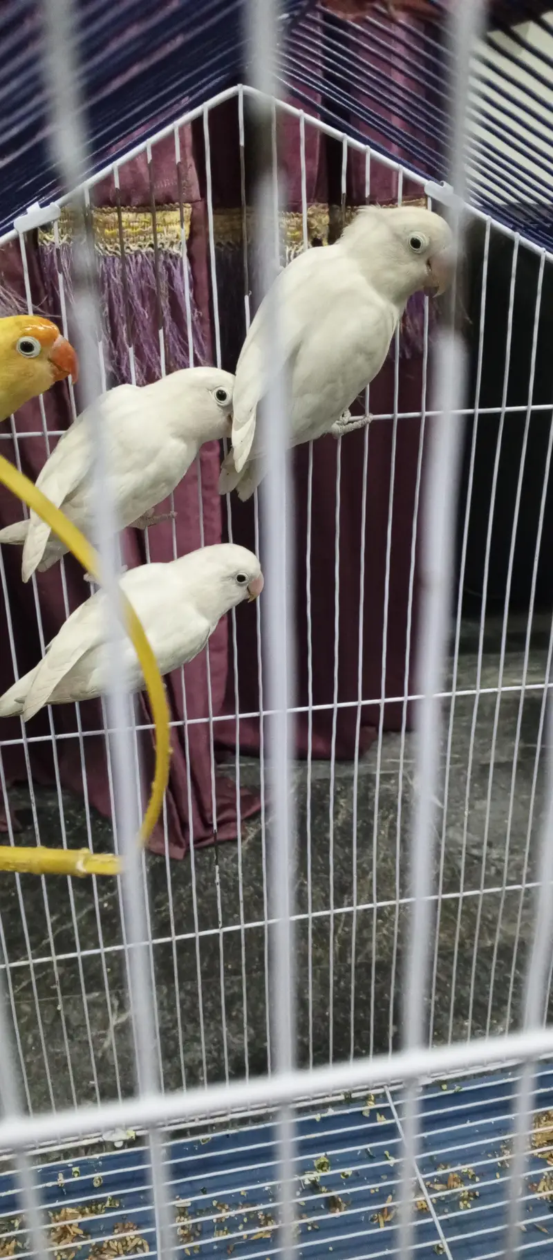 albino and and Yellow tota with pinjera — photo 3