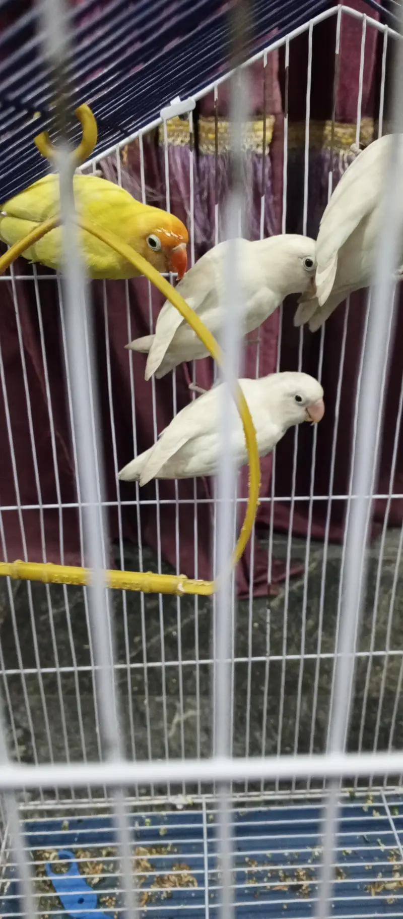 albino and and Yellow tota with pinjera — photo 4