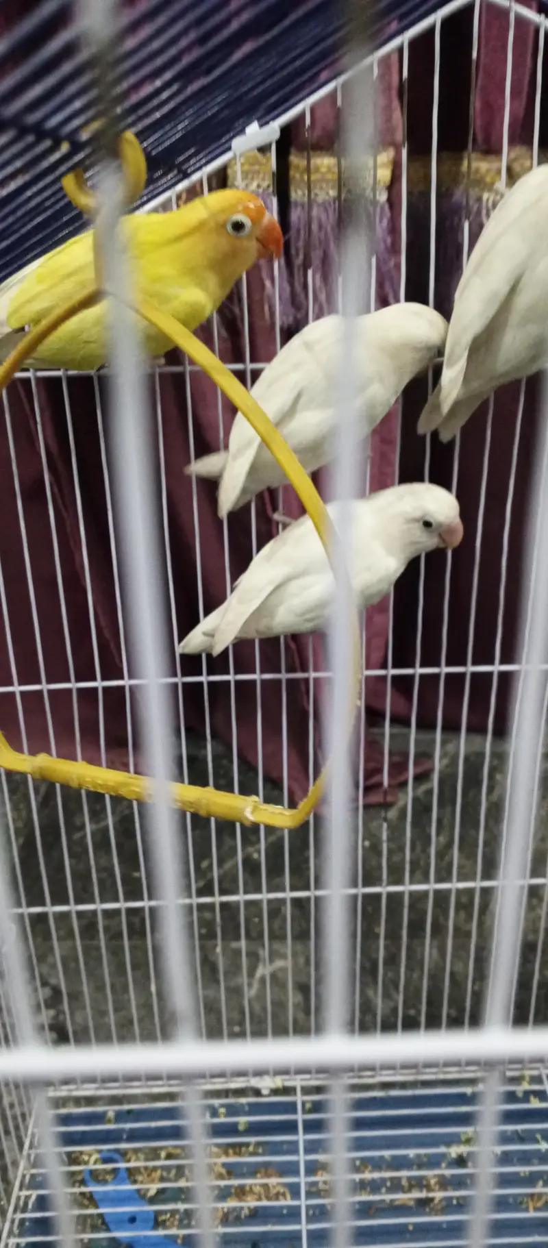 albino and and Yellow tota with pinjera — photo 5