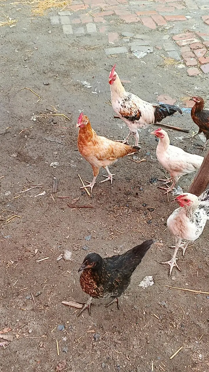 Ghar ki Pali hoe murga murgi Whatsapp nmbr 03124728251 — photo 2