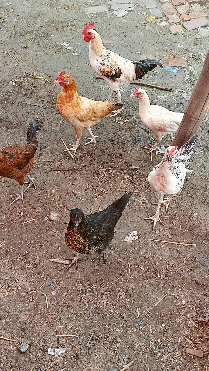 Ghar ki Pali hoe murga murgi Whatsapp nmbr 03124728251 — photo 3