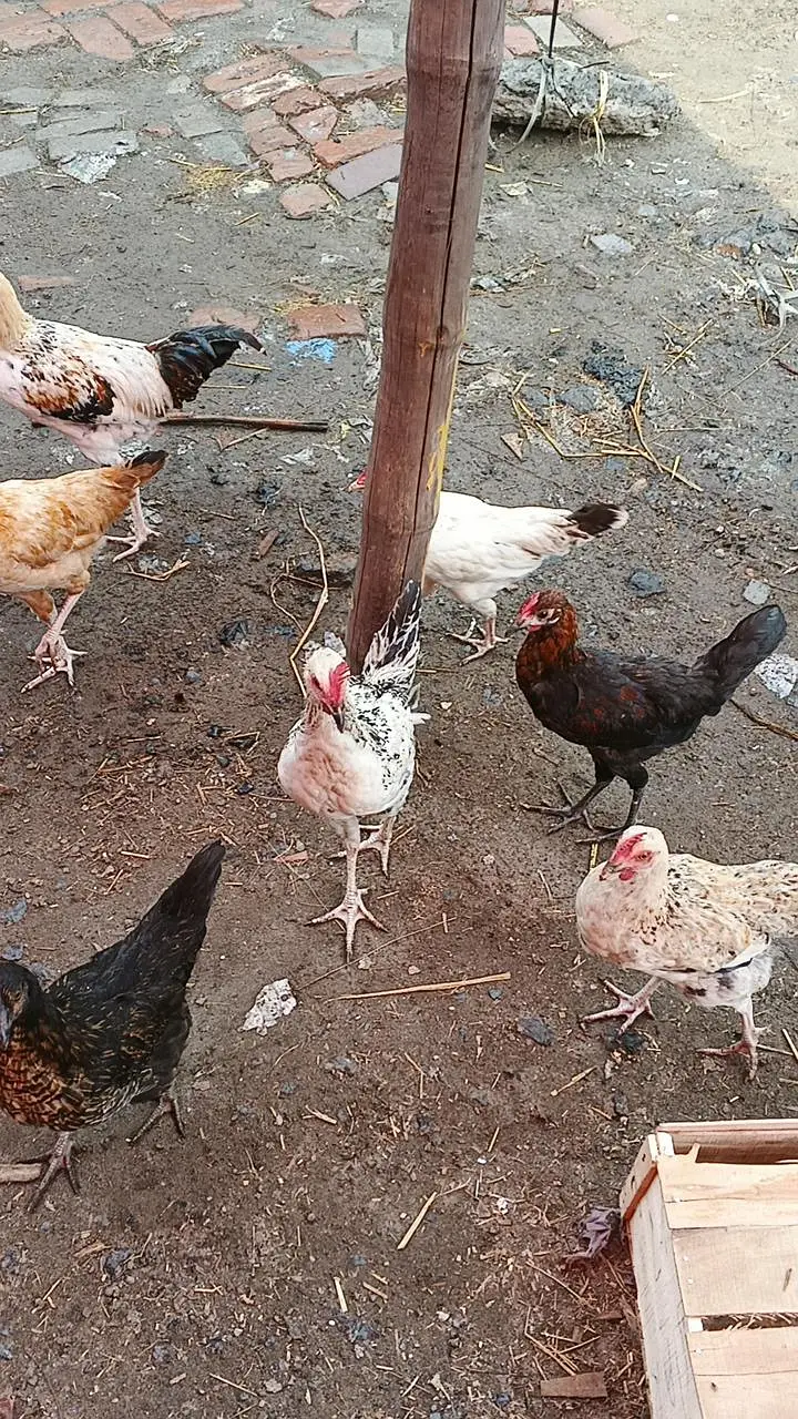 Ghar ki Pali hoe murga murgi Whatsapp nmbr 03124728251 — photo 4