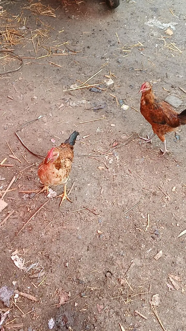 Ghar ki Pali hoe murga murgi Whatsapp nmbr 03124728251 — photo 5