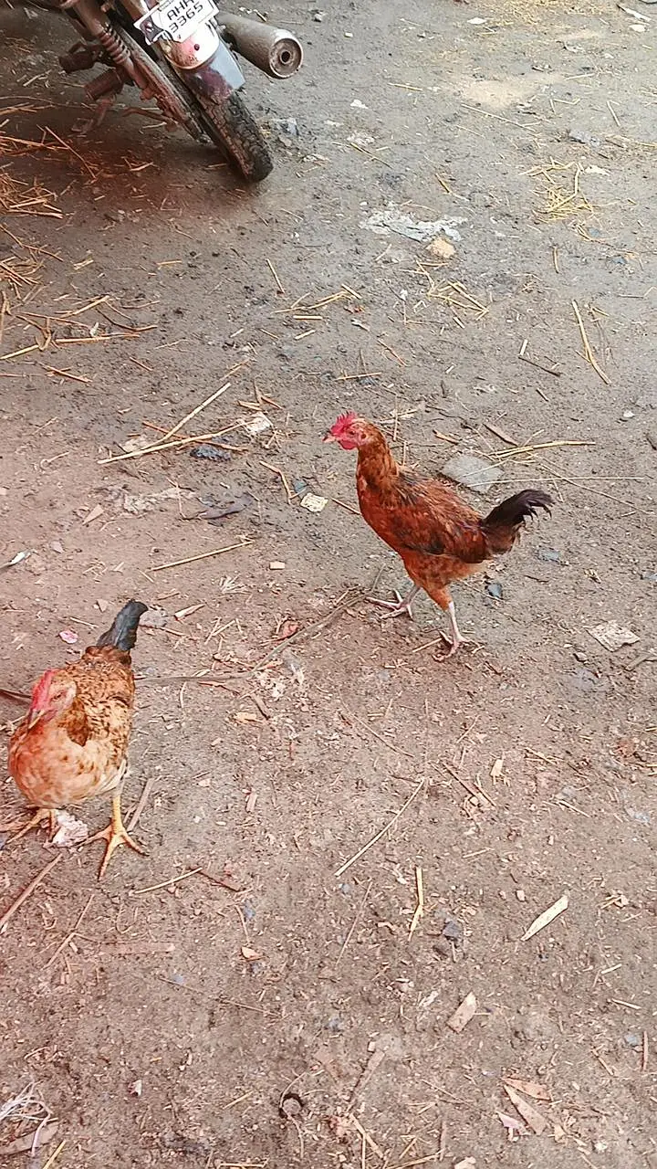 Ghar ki Pali hoe murga murgi Whatsapp nmbr 03124728251 — photo 6