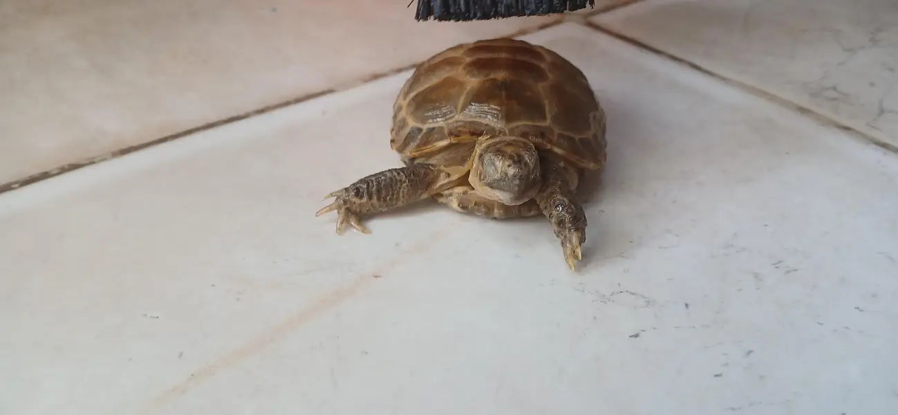 Russian Tortoise for Sale - "Nemo" - Age 1 to 1.5 Years