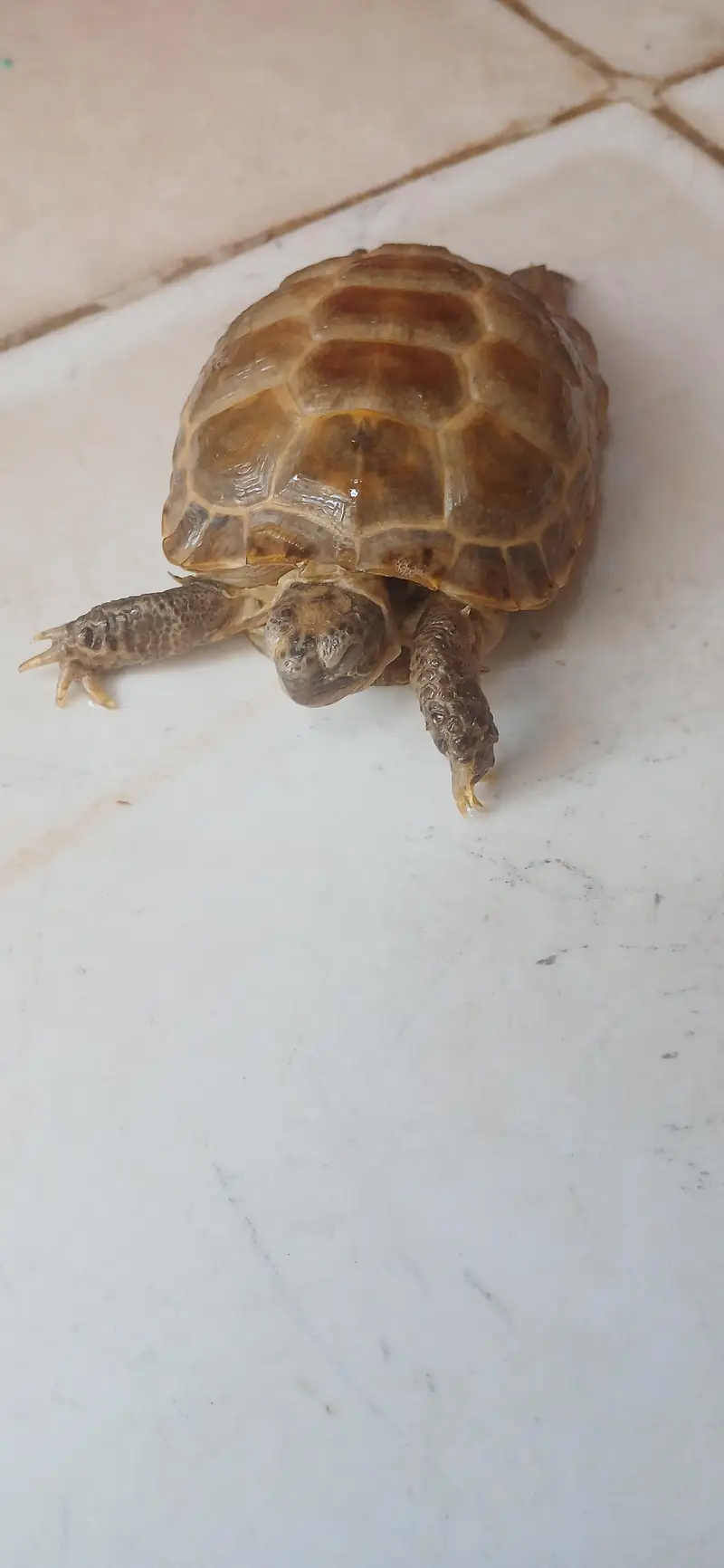 Russian Tortoise for Sale - "Nemo" - Age 1 to 1.5 Years — photo 2