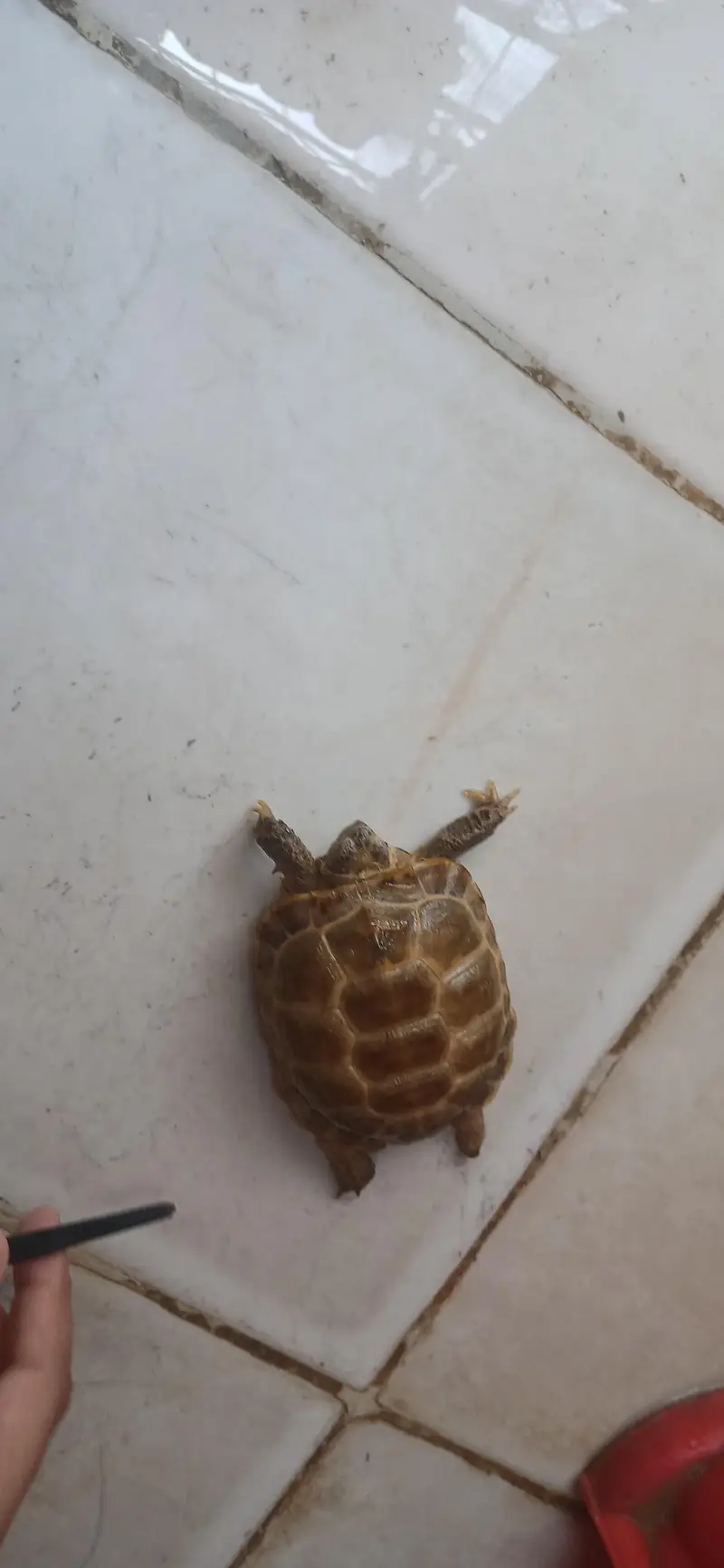 Russian Tortoise for Sale - "Nemo" - Age 1 to 1.5 Years — photo 3