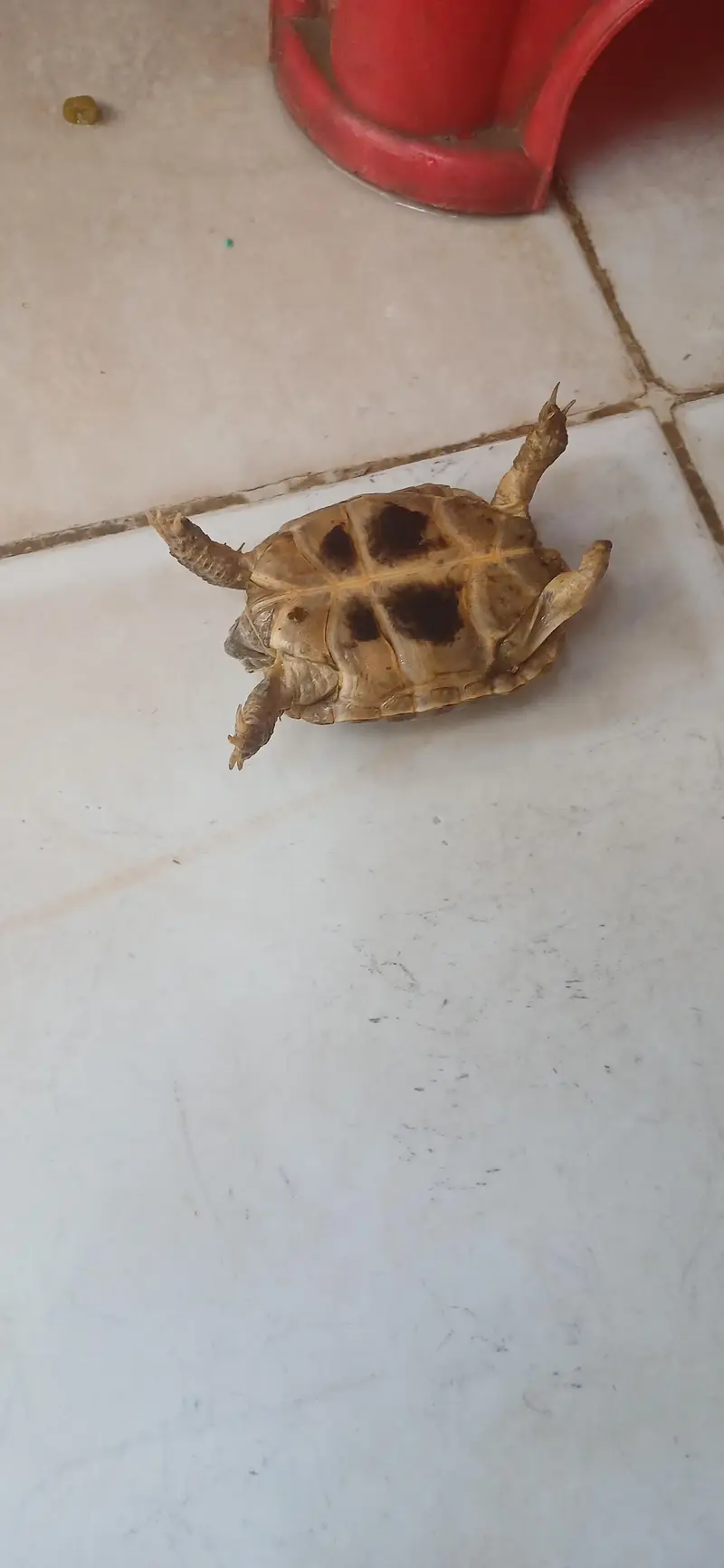 Russian Tortoise for Sale - "Nemo" - Age 1 to 1.5 Years — photo 4
