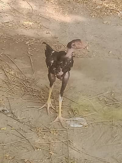 3 male and 2 female cheaken one male price 3500 one peir price 6000