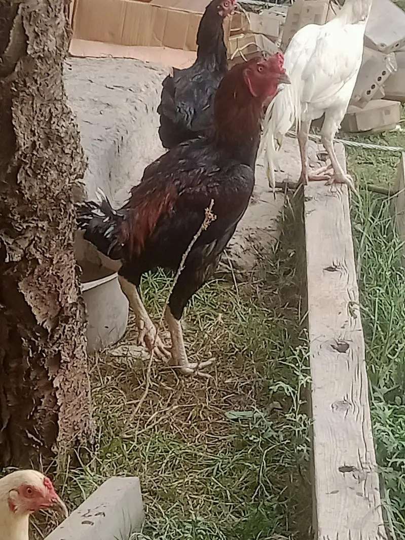 3 male and 2 female cheaken one male price 3500 one peir price 6000 — photo 2