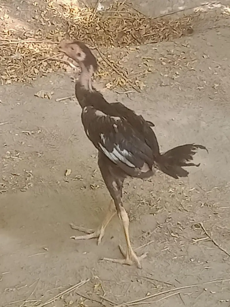 3 male and 2 female cheaken one male price 3500 one peir price 6000 — photo 3