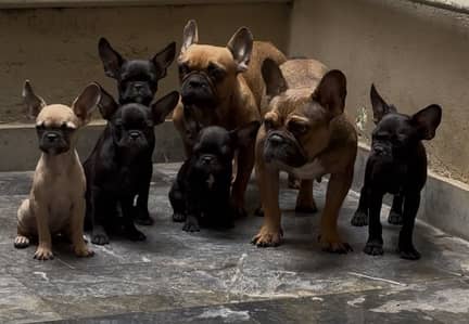 French bulldog puppies
