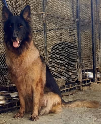 GSD 100%Breeder Female