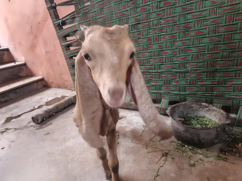 kamori male — photo 7