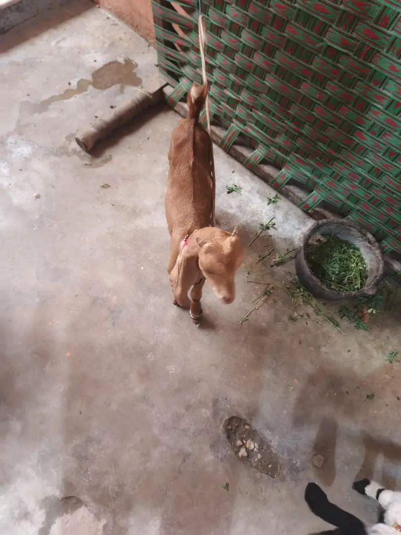 kamori male — photo 8