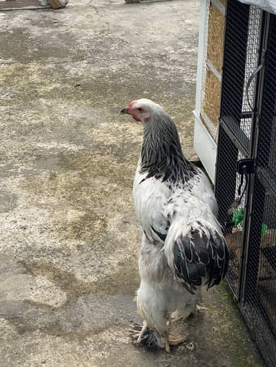 Light colombian barhama male