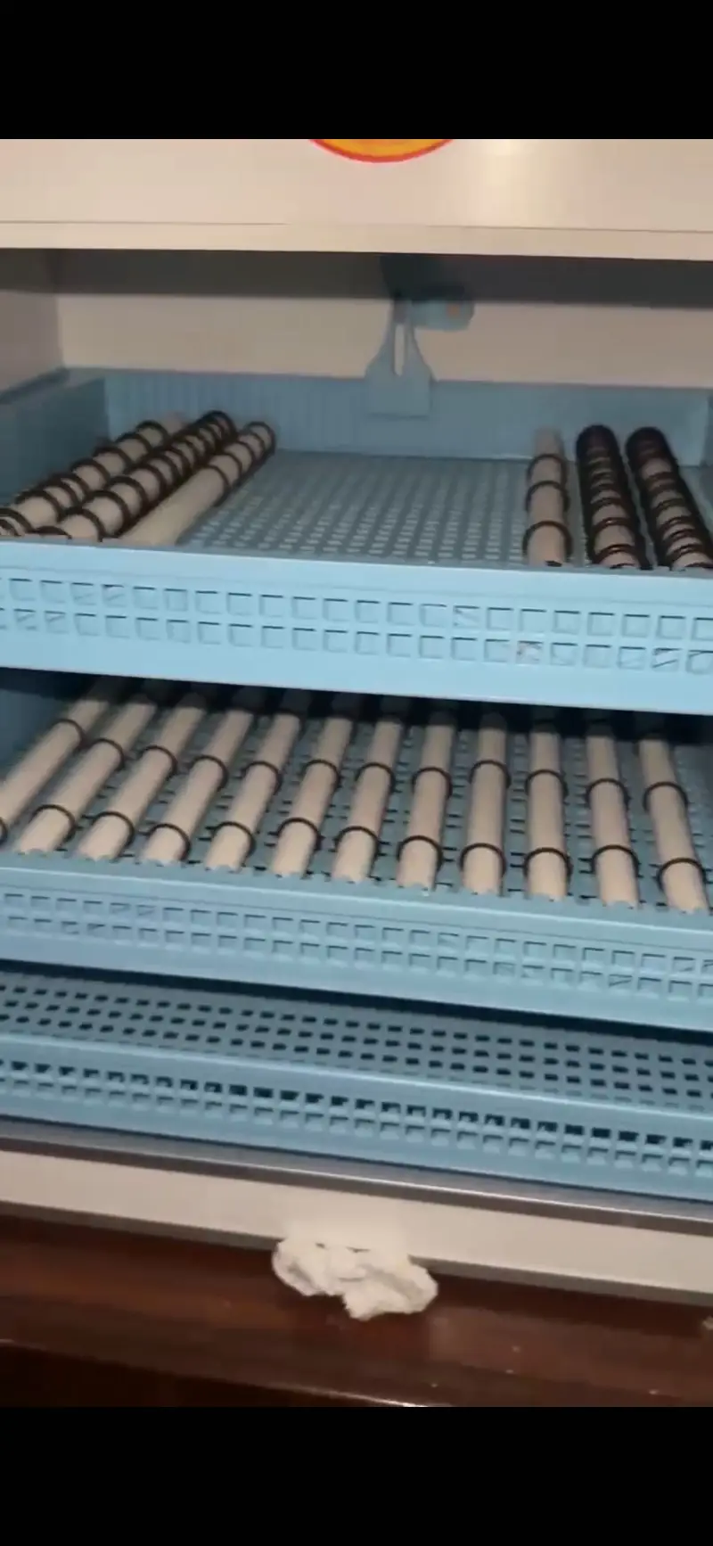 Black chick Incubator (Thailand import) — photo 6