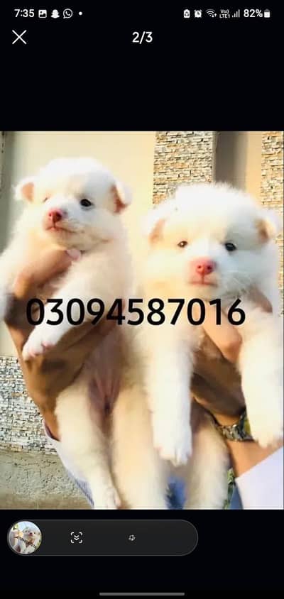 Russian puppies