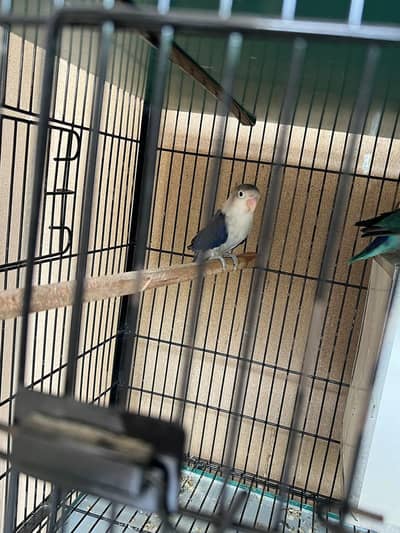 3 love birds for sale