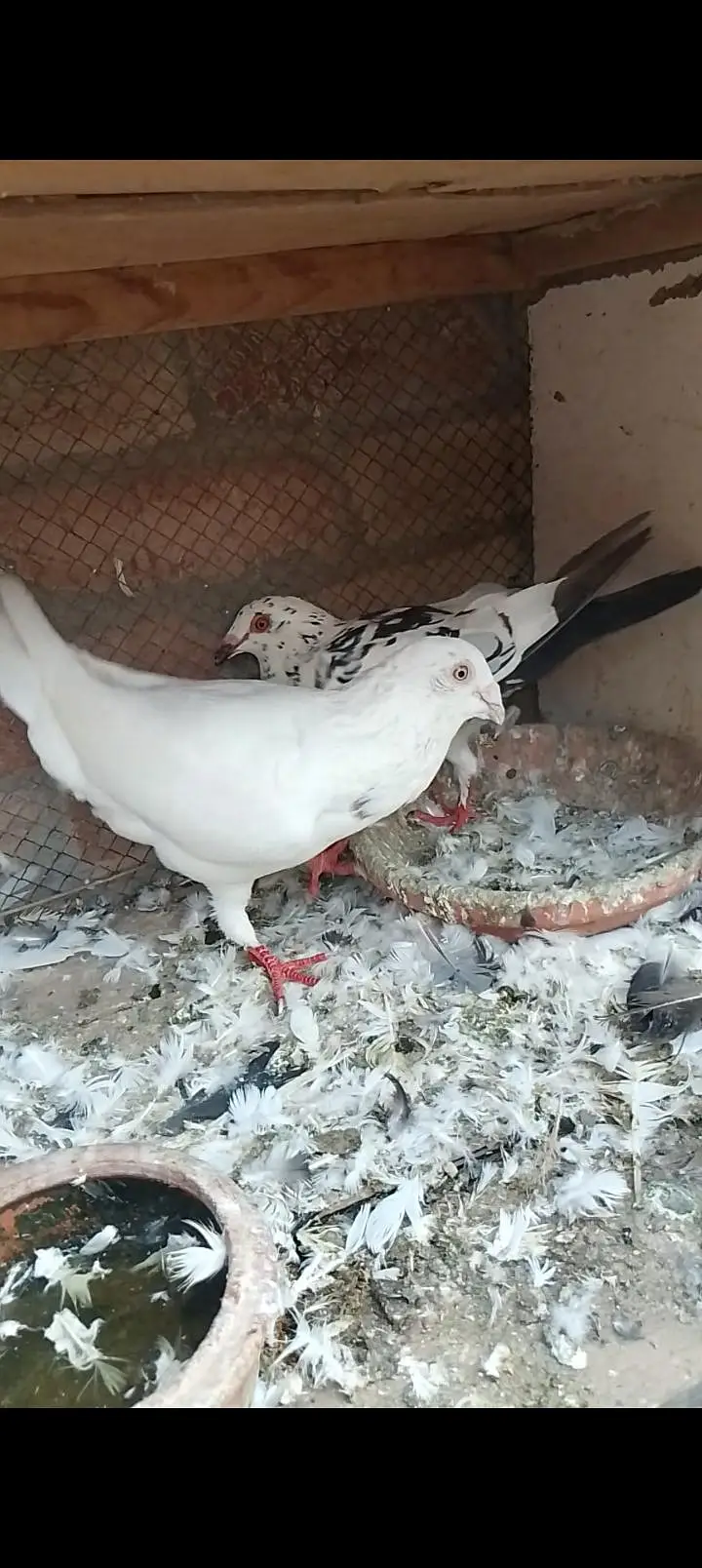 recing pigeon