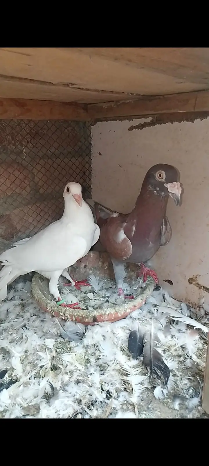 recing pigeon — photo 2