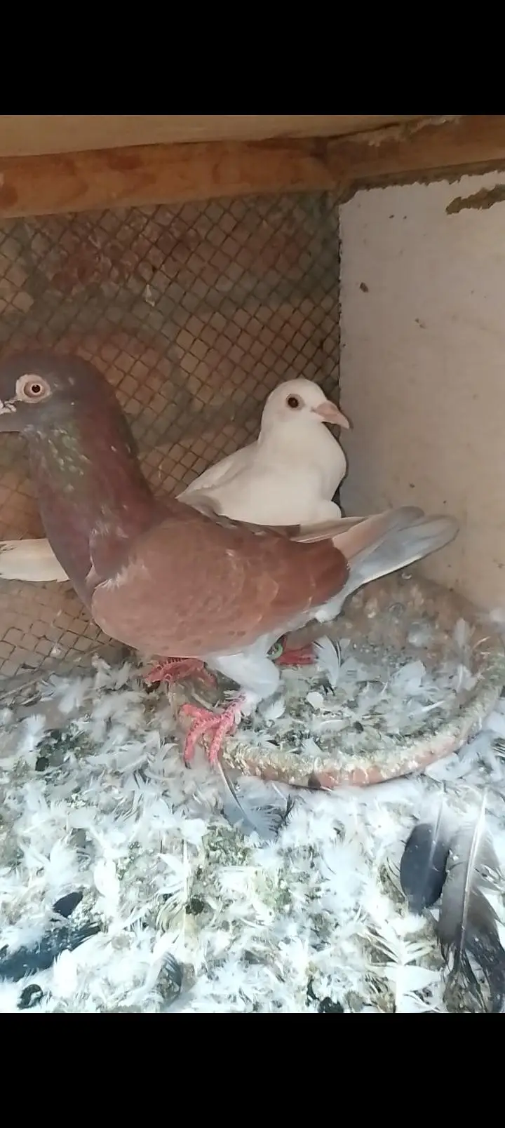 recing pigeon — photo 3