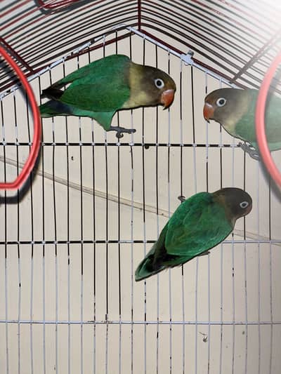 Love Birds