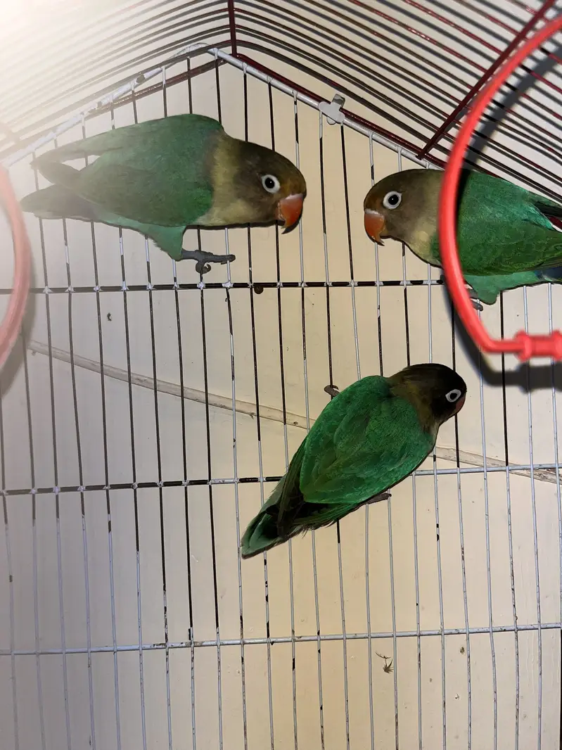 Love Birds — photo 2