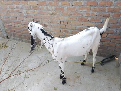 Goats  For Sale