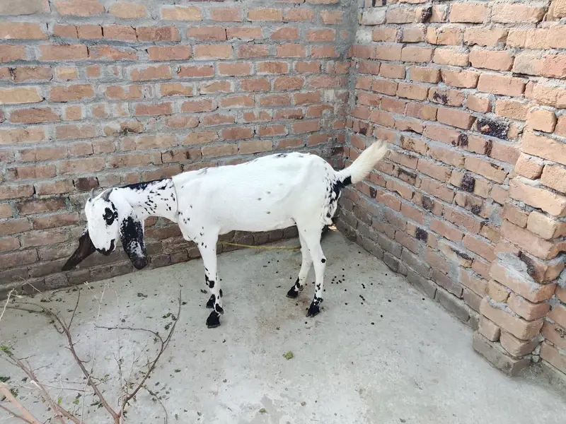 Goats  For Sale — photo 4