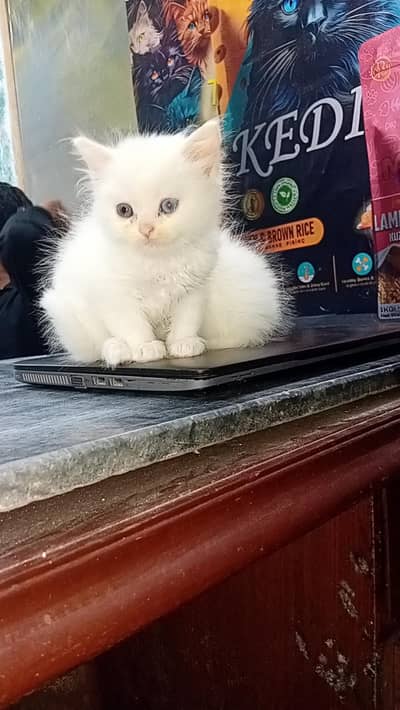 Persian kitten/ kittens/cat