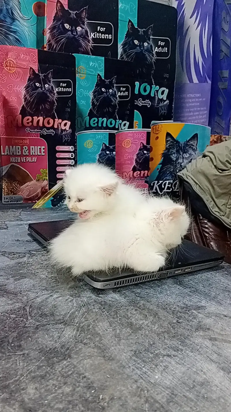 Persian kitten/ kittens/cat — photo 2