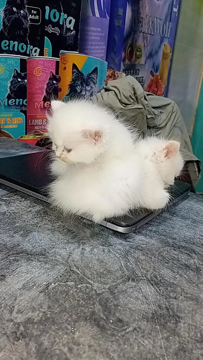 Persian kitten/ kittens/cat — photo 3