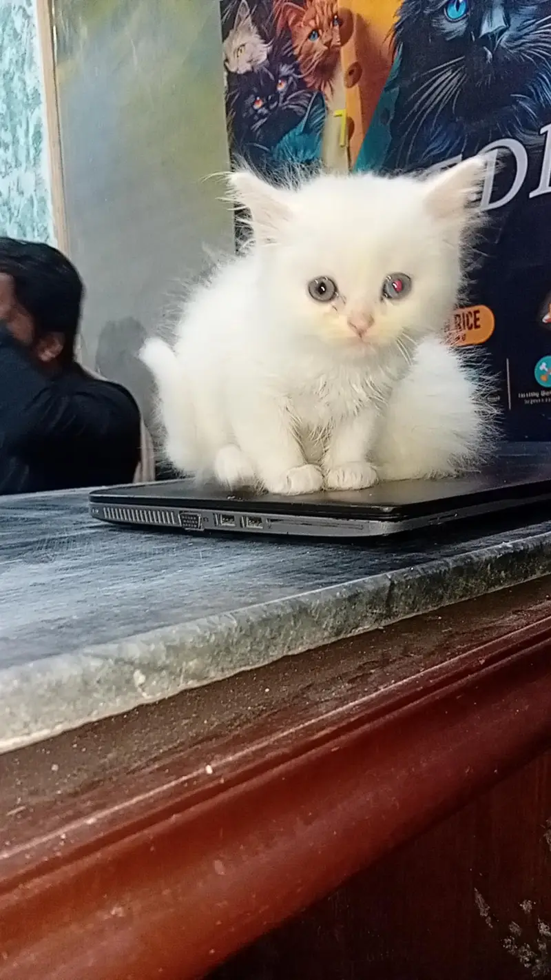 Persian kitten/ kittens/cat — photo 4