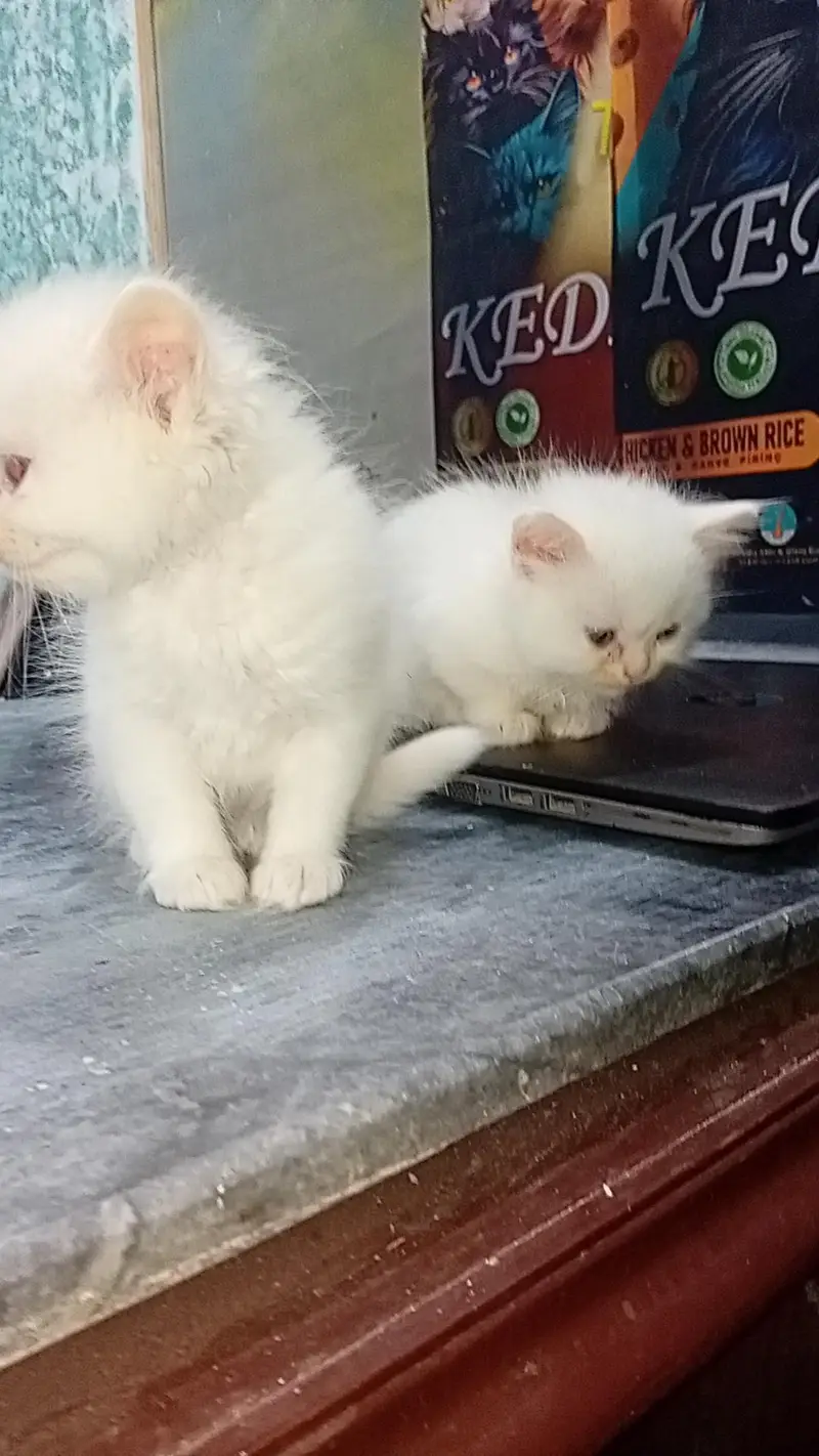 Persian kitten/ kittens/cat — photo 5