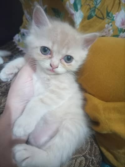 Cute & Adorable Baby Kittens for Sale