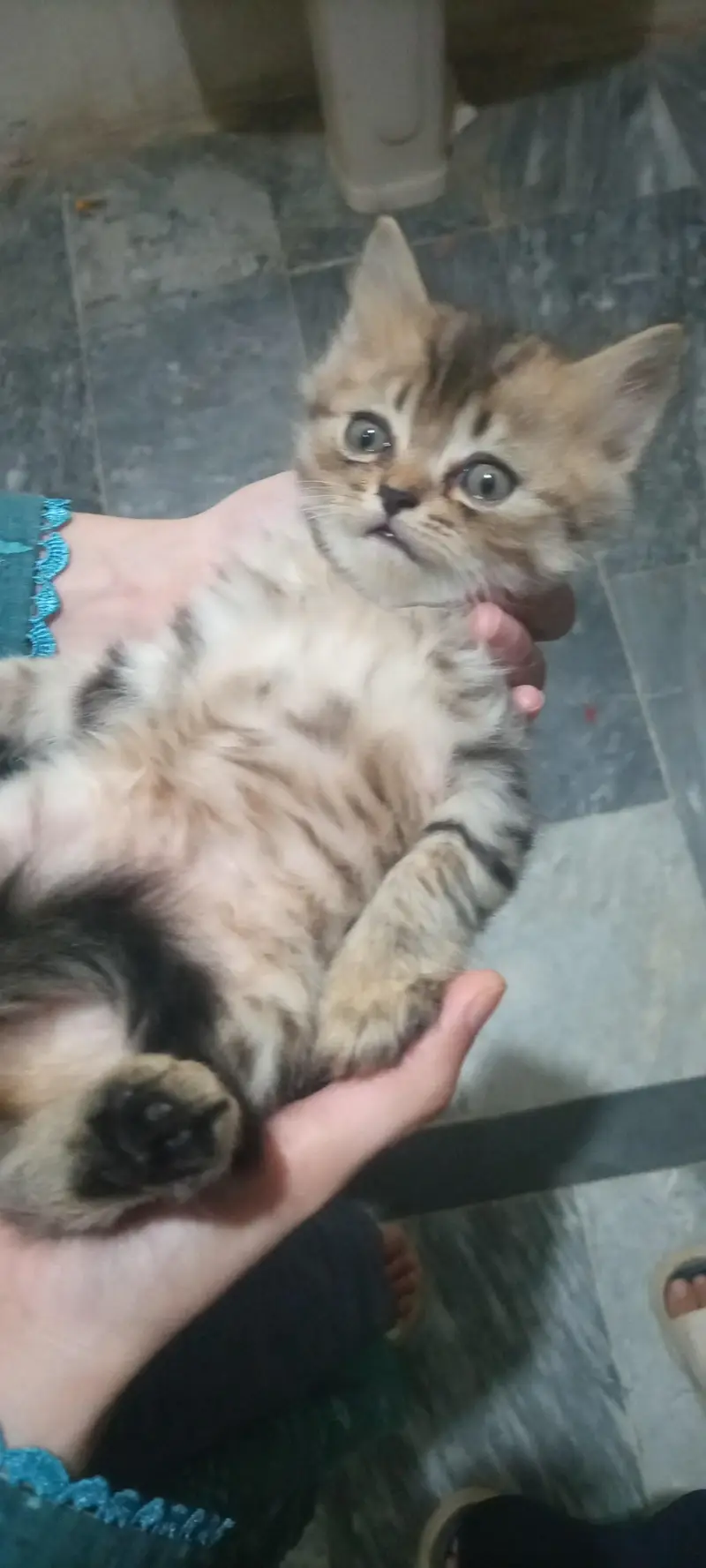 Cute & Adorable Baby Kittens for Sale — photo 3