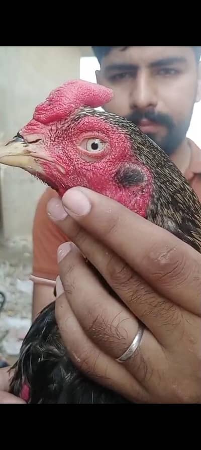 dabal hadi