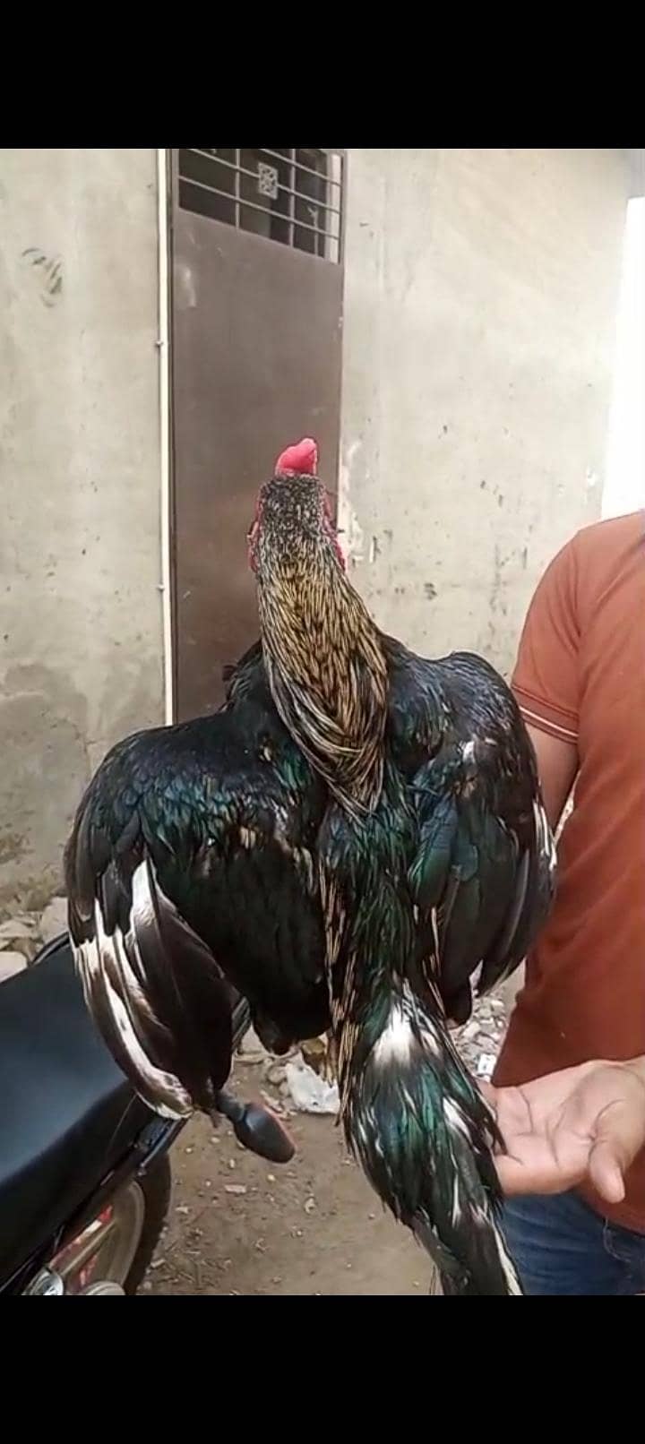 dabal hadi 4