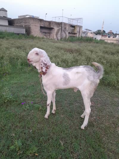 bakra for sale