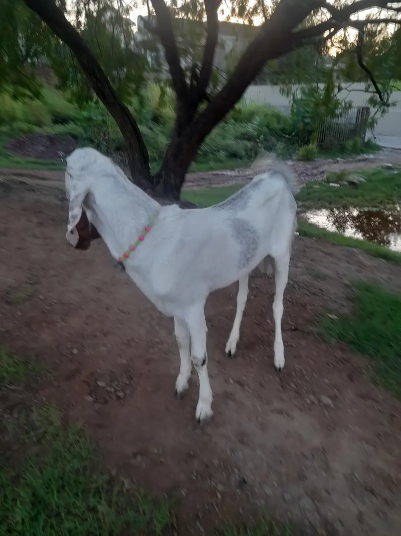 bakra for sale — photo 2