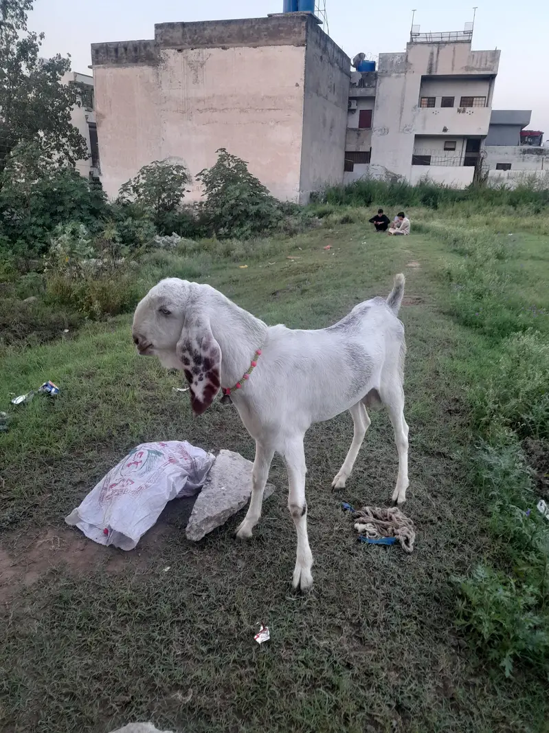 bakra for sale — photo 3