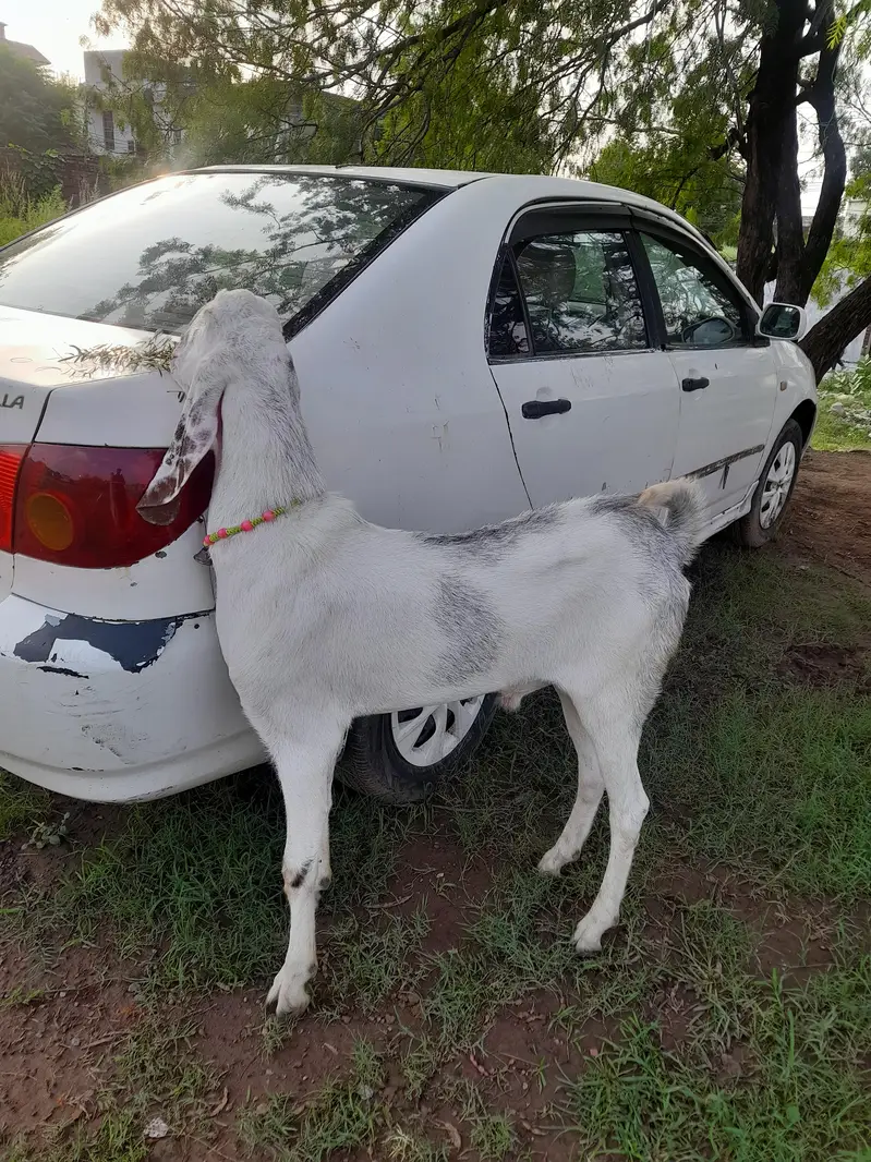 bakra for sale — photo 4