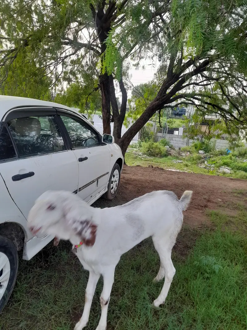 bakra for sale — photo 5